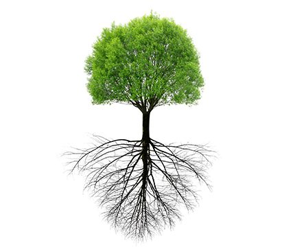 A tree with deep, expansive roots